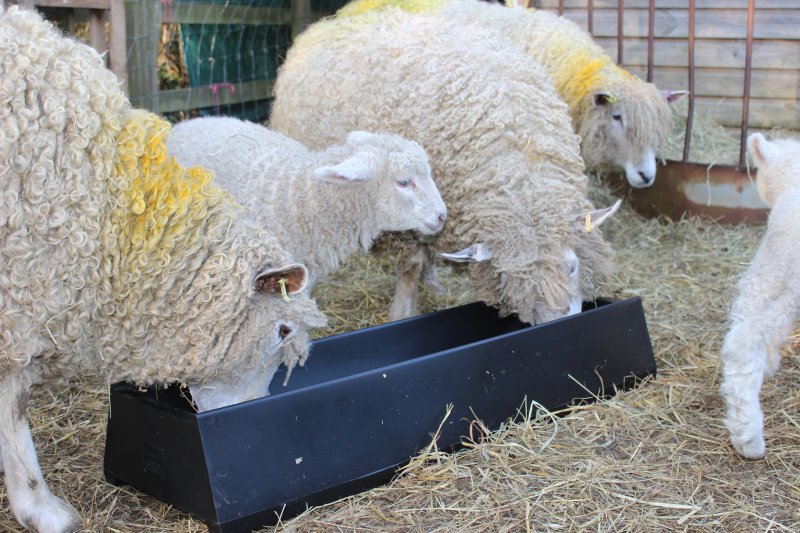 Paxton Paxton 16 Litre Feed Trough