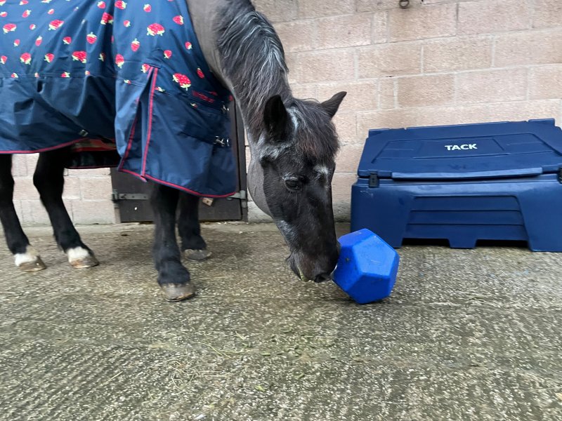 Horse Treat Toy Tanks Direct