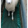 JFC Foam Footbath for Sheep