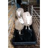 Paxton 2m Footbath